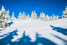 Low Angle View Of Pine Trees On Snowy Field Against Clear Blue Sky