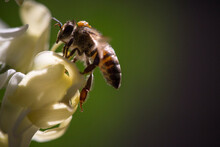 Close-up Of Honey Bee Pollinating On Flowers