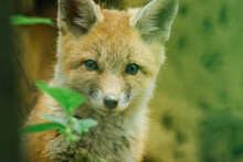 Close-up Portrait Of Red Fox On Grassy Field