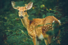 Portrait Of Deer Standing On Field