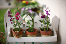 Close-up Of Potted Plants On Shelf In Yard