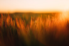 Scenic view of grassy field against sky during sunset