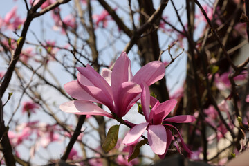 Poster - Beautiful magnolia tree blossom in spring. Pink magnolia flowers on a tree branch.