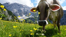 Eine Kuh Beim Grasen Im Karwendel