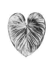 Wall Mural - Silver metal heart shape leaf white background isolated, silver tropical leaves, shiny gray metallic plant foliage, monochrome petal illustration, black white floral branch pattern, vintage decoration