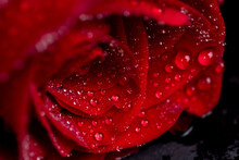 A Red Rose Whose Bud Is Completely Covered With Drops Of Water