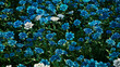 © RocknRoller Studios - Floral Wallpaper with Multicolored Flowers. Colorful Summer Background with Turquoise, Blue and White Roses.