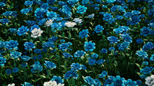 Floral Wallpaper With Multicolored Flowers. Colorful Summer Background With Turquoise, Blue And White Roses.