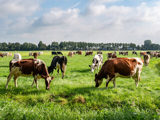 diary cows grazing on green pasture in polder near langweer, friesland, netherlands