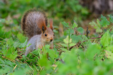 Wall Mural - Eurasian red squirrel Sciurus vulgaris in the wild