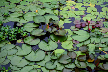 Wall Mural - Water lily leafs in a pond.