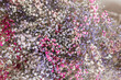 Natural background of multicolored gypsophila flowers. Spring flowers.Interior decor