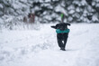 Labrador retriever carrying a training dummy during training in winter