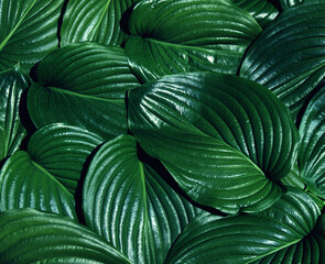 Wall Mural - Green leaf background tropical leaf
