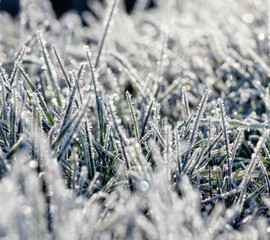 Wall Mural - Close up frozen ice on grass