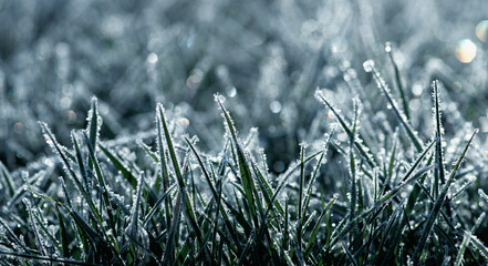 Canvas Print - Green grass with morning frost