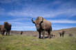 European bison Bison bonasus wild bovid bovine Europe