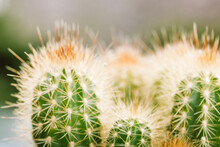 Houseplant Pilosocereus Pachycladus Cactus, Cactuses Growing In A Garden. Desert Plants On White Backdrop. Blue Columnar Cactus (Pilosocereus Pachicladus) With Long, Dangerous Thorns Macro Photo.