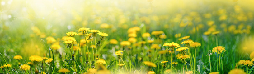 Aufkleber - Meadow with lots of spring flowers yellow dandelions in sunny day in nature. Ultra wide banner format, panorama.