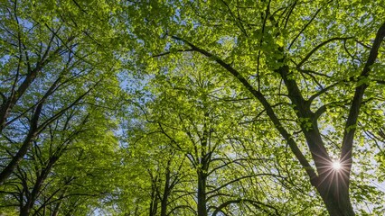 Poster - Bottom up view of spring green foliage of trees in park or forest against the blue sky. Lush foliage of spring trees. Walk in the city park on sunny day. Green nature background. Gimbal shot HDR 4K