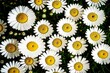 whole large glade of flowering bright chamomile with snow-white petals, created with generative ai