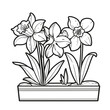 Narcissus flowers in a long pot coloring book linear drawing isolated on white background