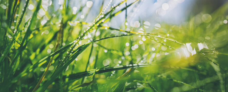 Fototapete - Fresh green grass background in sunny summer day