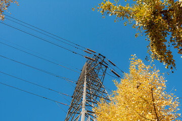 Wall Mural - The power tower under the background of blue sky set off by ginkgo trees in autumn