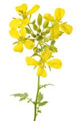 Mustard plant with flowers