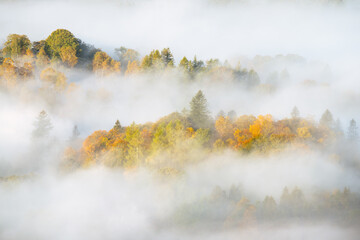 Wall Mural - autumn coloured trees on a misty morning in the lake district, uk.