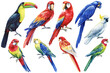 Watercolor colored birds Set. tropical bird, parrot, toucan, rosella and macaw. White isolated background, hand drawing
