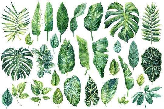 palm leaves set, watercolor botanical painting. jungle illustrations, monstera and banana leaf. trop