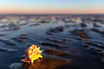 Poster - Muschel Wattenmeer Nordsee