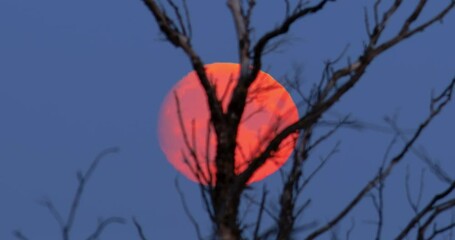 Wall Mural - Full moon rising in the sky. Red moon. 