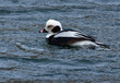Male long tailed duck preening itself in the water