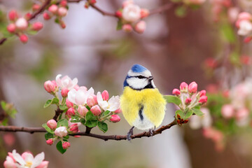Wall Mural - a small azure songbird in a spring flowering garden sits on an apple tree branch with rosebuds