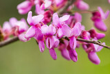 Fototapeta Tulipany - Cercis siliquastrum or Judas tree, ornamental tree blooming with beautiful pink colored flowers. Eastern redbud tree blossoms in spring time. Soft focus, blurred background. Spring in Israel