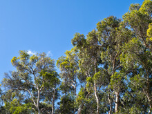 Eucalyptus Trees Under Blue Sky At Punchbowl Crater, Hawaii.