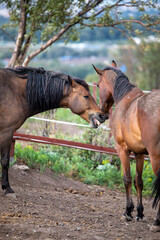 Wall Mural - horse and rider