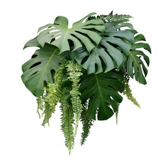 Tropical foliage plant bush of Monstera and hanging fern green leaves floral arrangment nature backdrop