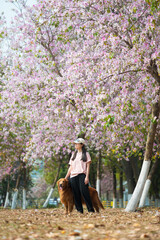 Poster - Golden retriever dog accompanies its owner under a flowering tree