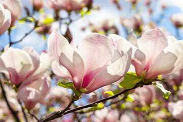 Wall Mural - Beautiful blooming white and pink magnolia tree on spring day