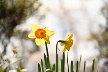 Daffodils, Narcissus, Naturalizing, Spring Bulbs With Yellow In Blur Background Look Like Painting Picture. The Daffodil Symbol Is The "Flowers Of Hope" Selling Flowers Of Hope To Fight Cancer 