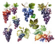 Vector Grapes. set of grapes and vine leaves watercolor illustration. White, red and pink grapes