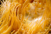 Tentacles Of Yellow Anemone, Marine Anion, Closeup.
