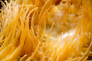 Wall Mural - Tentacles of yellow anemone, marine anion, closeup.