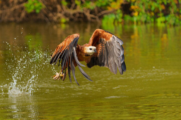 Poster - Black Collared Hawk (busarellus nigricollis) taking a fish out of the water in the Pantanal Wetlands in Brazil