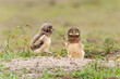Burrowing owl (Athene cunicularia). Small chicks standing on the burrow in a field in the North Pantanal in Brazil 