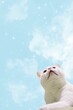 Vertical shot of a white cat with a cloudy sky background with a copy space
