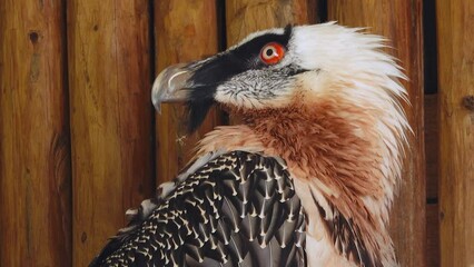 Poster - bearded vulture (Gypaetus barbatus)